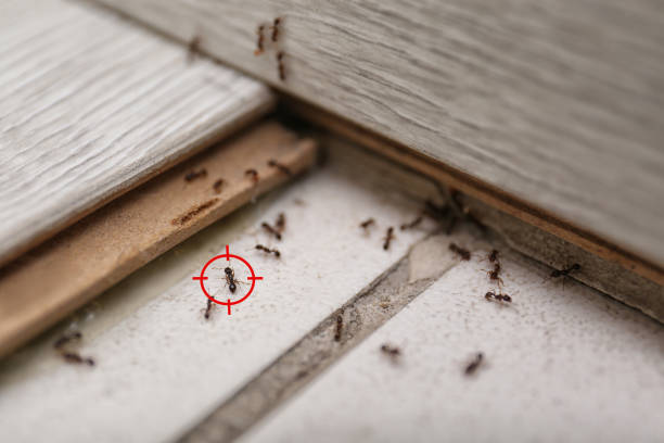 Best Commercial Pest Control Services  in Watsessing, NJ