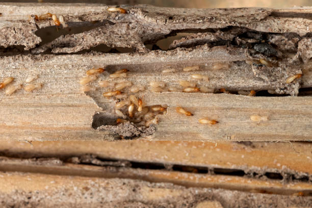 Best Pest Control Near Me in Watsessing, NJ